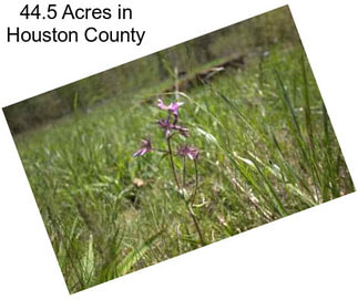 44.5 Acres in Houston County