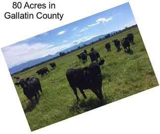 80 Acres in Gallatin County