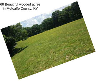 66 Beautiful wooded acres in Metcalfe County, KY