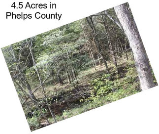 4.5 Acres in Phelps County