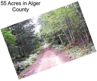 55 Acres in Alger County