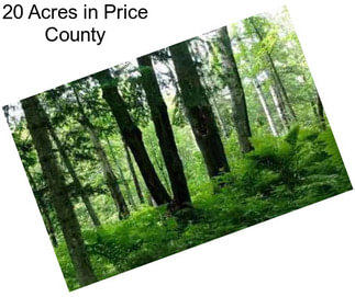 20 Acres in Price County