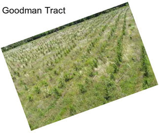 Goodman Tract