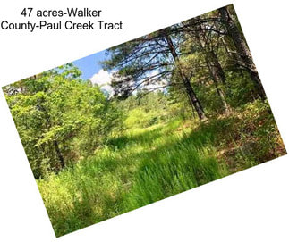 47 acres-Walker County-Paul Creek Tract