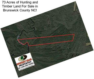 73 Acres of Hunting and Timber Land For Sale in Brunswick County NC!