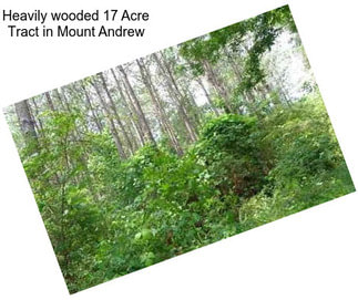 Heavily wooded 17 Acre Tract in Mount Andrew