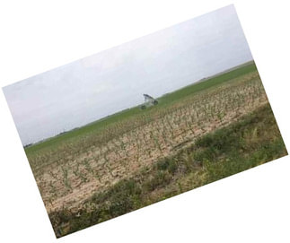 Irrigated Farm
Lakin, Kearny County, Kansas