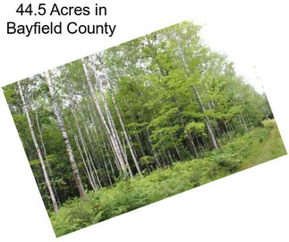 44.5 Acres in Bayfield County