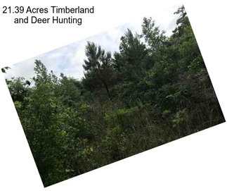 21.39 Acres Timberland and Deer Hunting