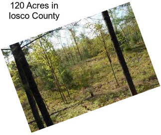 120 Acres in Iosco County