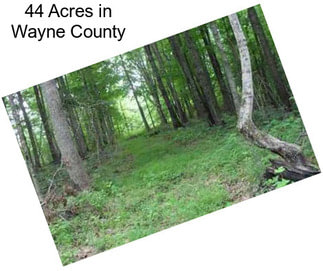 44 Acres in Wayne County