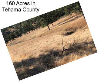 160 Acres in Tehama County