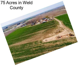 75 Acres in Weld County