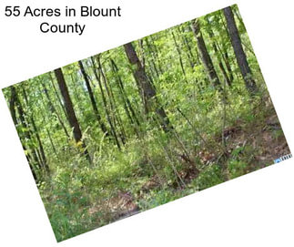 55 Acres in Blount County