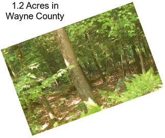 1.2 Acres in Wayne County
