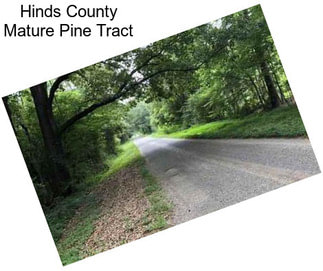 Hinds County Mature Pine Tract
