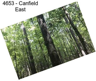 4653 - Canfield East