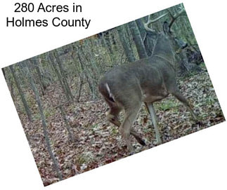 280 Acres in Holmes County