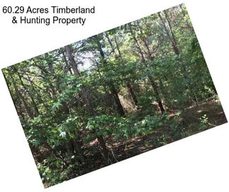 60.29 Acres Timberland & Hunting Property