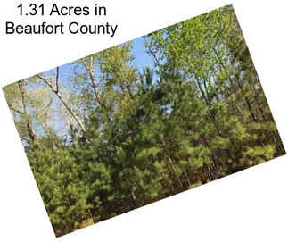 1.31 Acres in Beaufort County