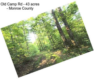 Old Camp Rd - 43 acres - Monroe County