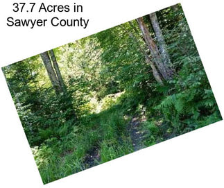 37.7 Acres in Sawyer County