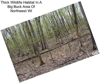 Thick Wildlife Habitat In A Big Buck Area Of Northwest WI