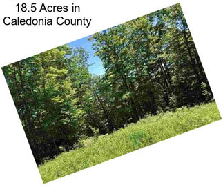 18.5 Acres in Caledonia County