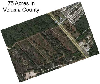 75 Acres in Volusia County
