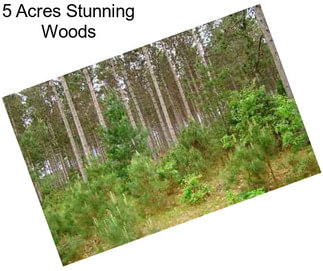 5 Acres Stunning Woods