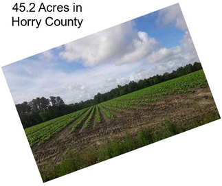 45.2 Acres in Horry County