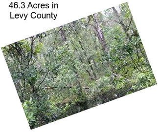 46.3 Acres in Levy County