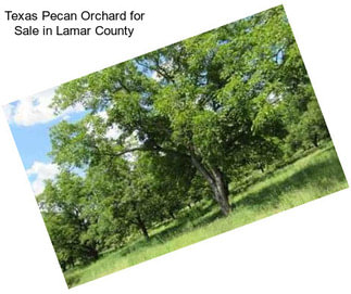 Texas Pecan Orchard for Sale in Lamar County