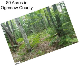 80 Acres in Ogemaw County