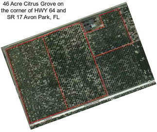 46 Acre Citrus Grove on the corner of HWY 64 and SR 17 Avon Park, FL