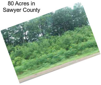 80 Acres in Sawyer County