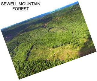SEWELL MOUNTAIN FOREST