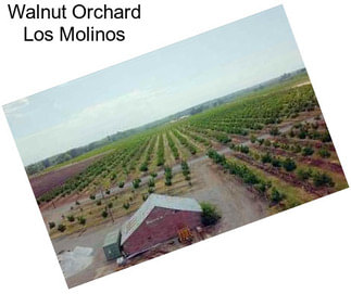 Walnut Orchard Los Molinos