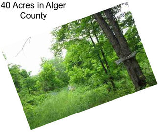 40 Acres in Alger County