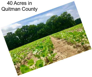 40 Acres in Quitman County
