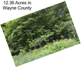 12.36 Acres in Wayne County