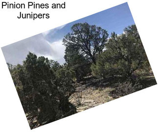 Pinion Pines and Junipers