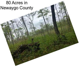 80 Acres in Newaygo County