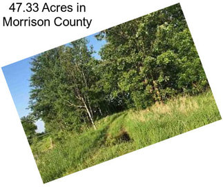47.33 Acres in Morrison County
