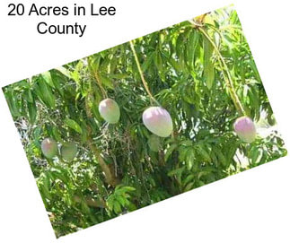 20 Acres in Lee County
