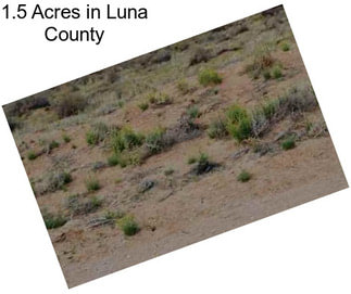 1.5 Acres in Luna County