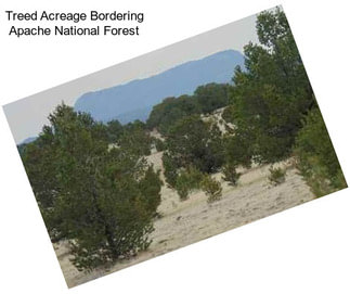 Treed Acreage Bordering Apache National Forest