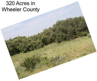 320 Acres in Wheeler County