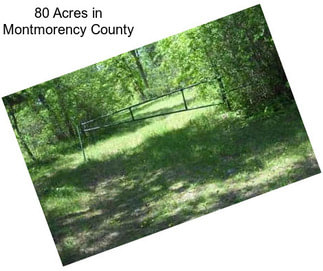 80 Acres in Montmorency County