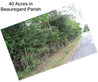 40 Acres in Beauregard Parish